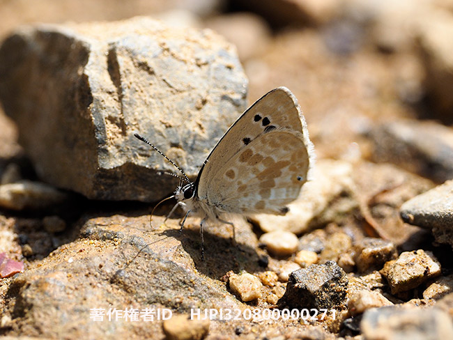 イオンクロツバメシジミ　Tongeia ion