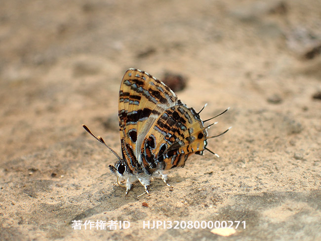 翅の裏が美しいシジミチョウ　Catapaecilma subochrea