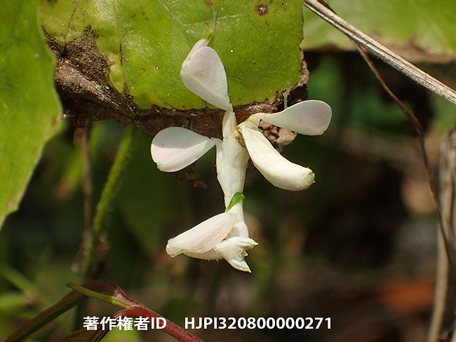 ずっと同じ場所にいるハナカマキリの幼虫