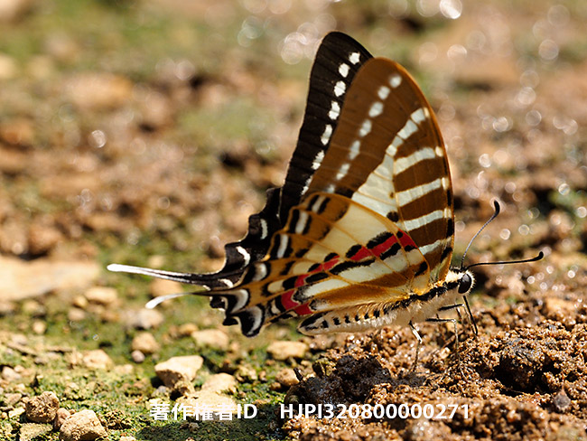 ノミウスタイマイ　Graphium nomius
