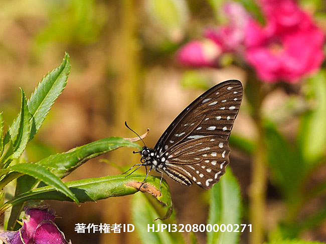 擬態蝶メガルスタイマイ　Graphium megarus 