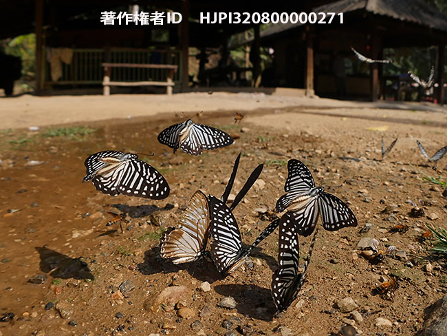 擬態蝶マカレウスタイマイ　Graphium macareus