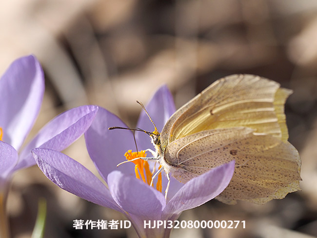 クロッカスの花にスジボソヤマキチョウ