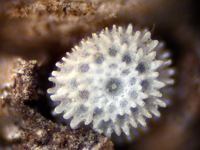 ミズイロオナガシジミの卵