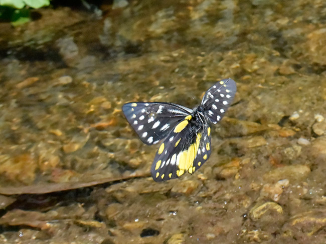 ベラドンナカザリシロチョウ　Delias belladonna