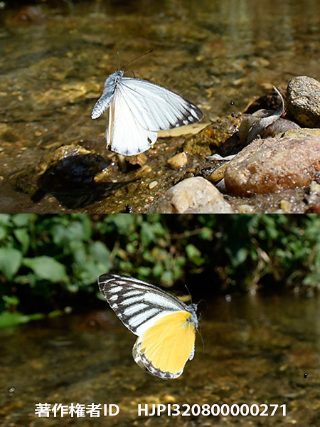 アゴラニスカザリシロチョウ　Delias agoranis
