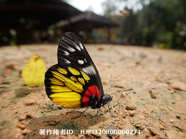 アカネシロチョウ　Delias pasithoe