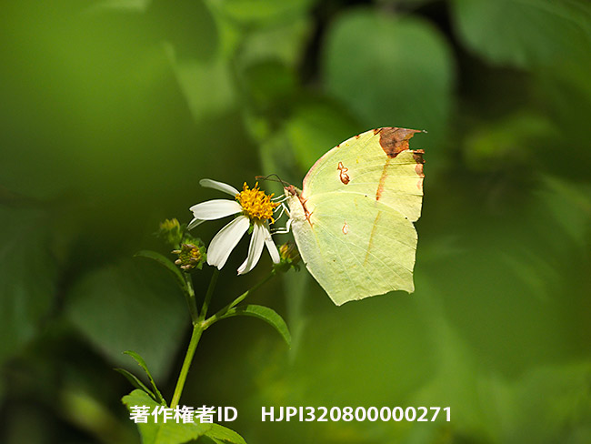 タイリクトガリキチョウ　Dercas verhuelli