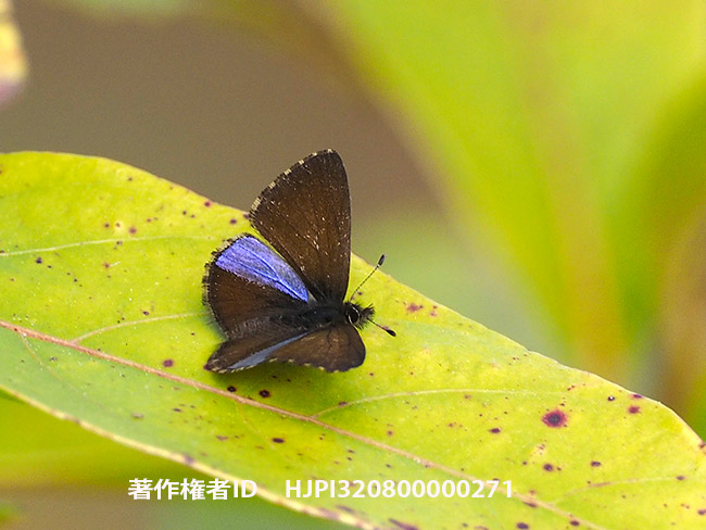 マエルリシジミ　Orthomiella rantaizana 