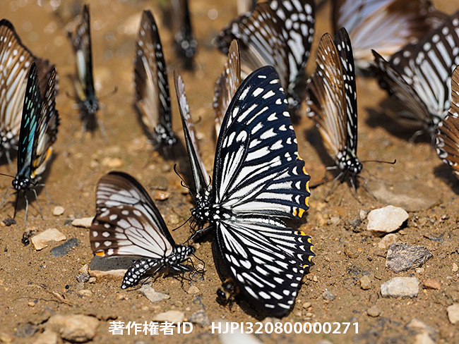 キボシアゲハとキベリアゲハ