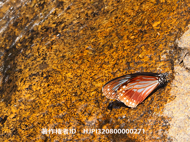 正体不明のアサギマダラ