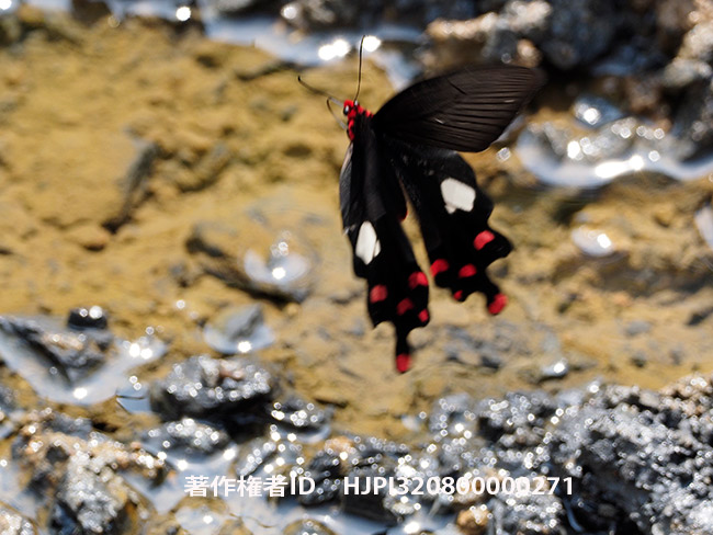 オオベニモンアゲハ　Atrophaneura polyeuctes