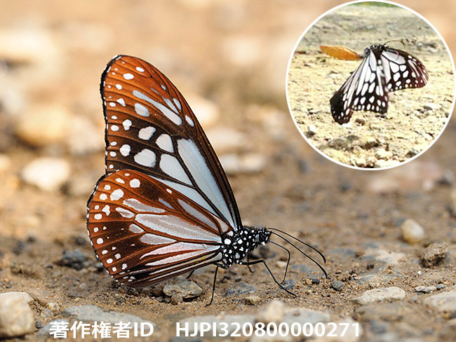 メラネウスアサギマダラ　Parantica melaneus