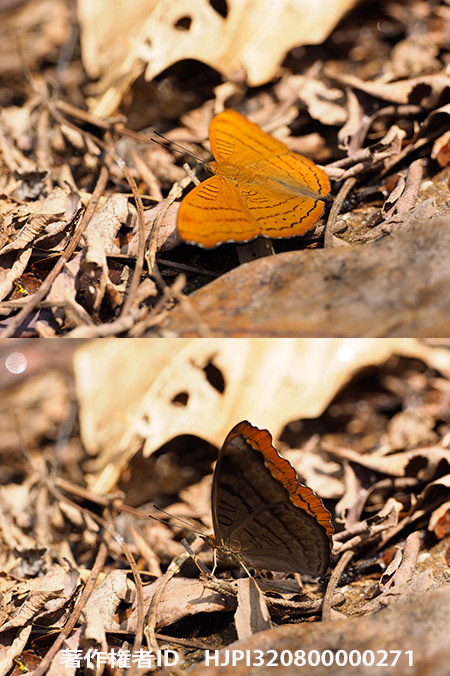 カバイロスミナガシ　Pseudergolis wedah　