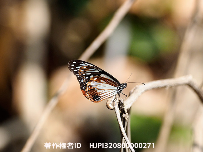 アサギマダラの匂い付け行動