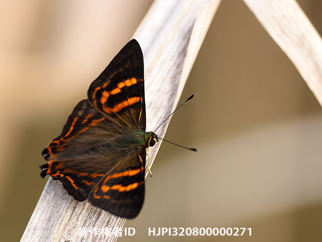 トラフシジミタテハ Dodona adonira