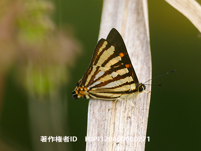 トラフシジミタテハの裏面 Dodona adonira