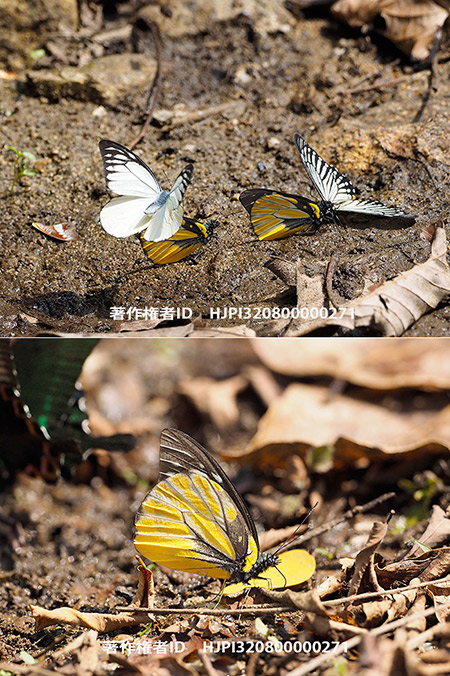 擬態蝶？マダラシロチョウ　Prioneris thestylis