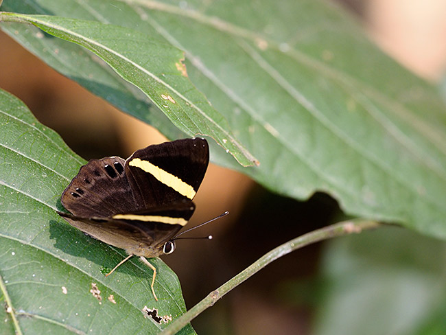 キオビシジミタテハ　Abisara fylla