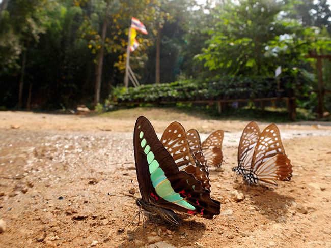 タイのアオスジアゲハ　Graphium sarpedon