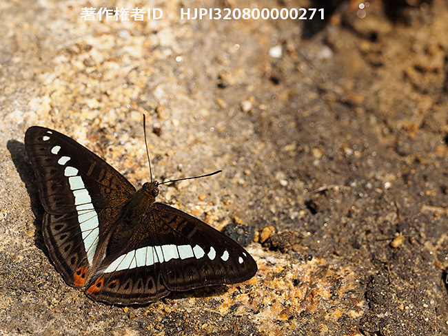 アオオビイチモンジ　Sumalia daraxa