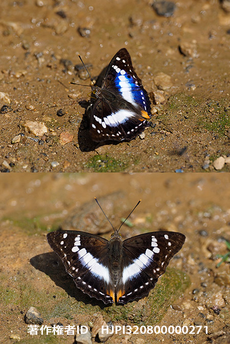 アンビカコムラサキ　Mimathyma ambica