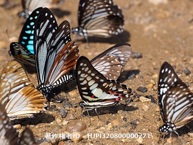 ミカドアゲハ　Graphium doson