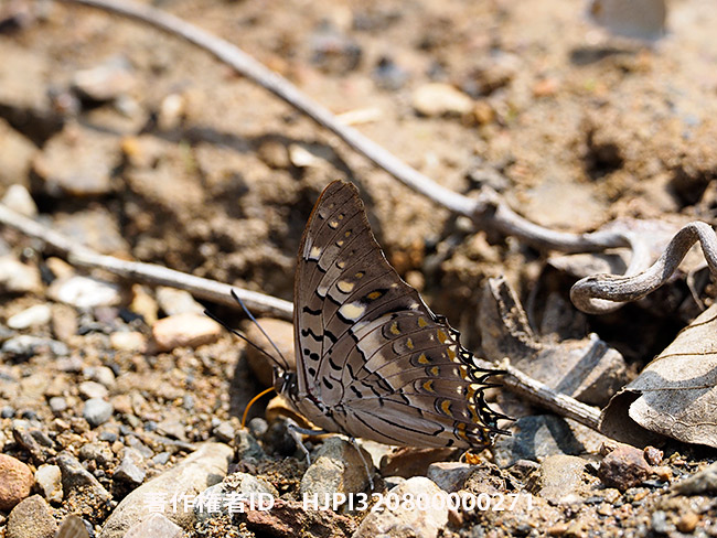 ソロンフタオチョウ　Charaxes solon