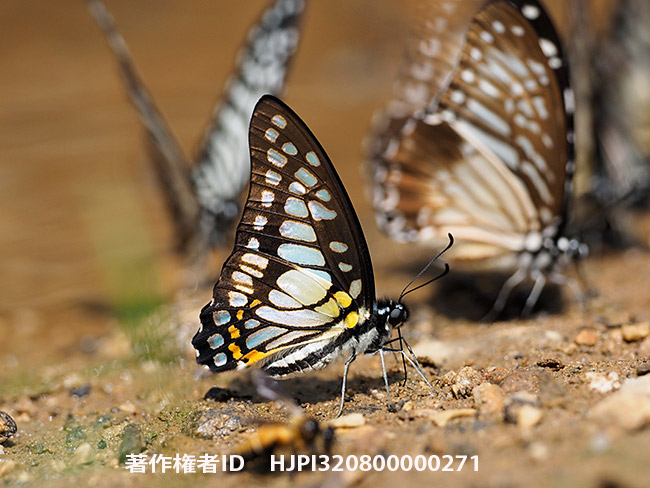 キロンタイマイ　Graphium chironides