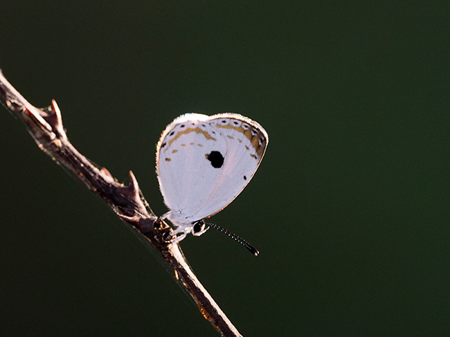 リュウキュウウラボシシジミのテリトリー　Pithecops corvus