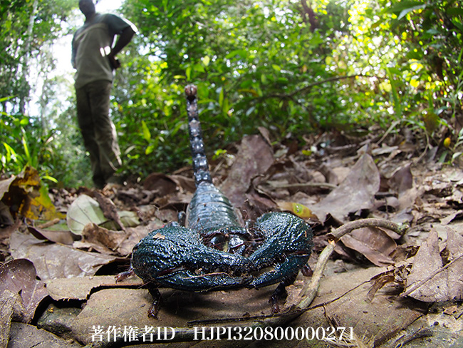 ダイオウサソリ　Pandinus imperator