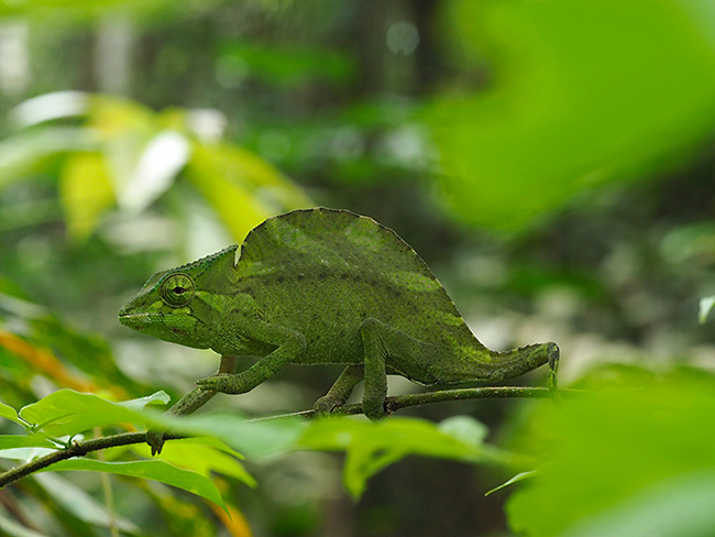 カメルーンでカメレオン　Trioceros cristatus　