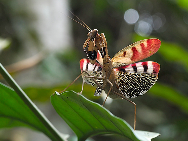 カブキカマキリ　Prohierodula picta