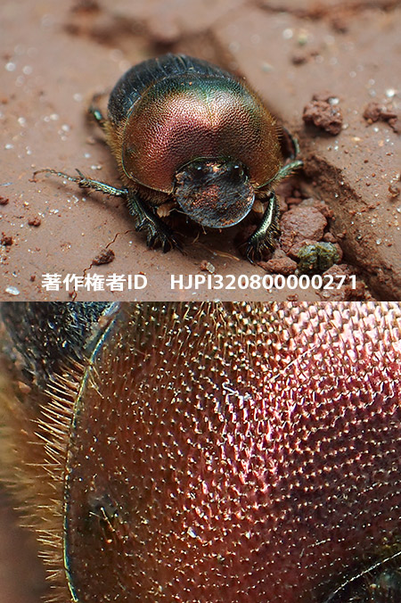 TG-4+FD-1での深度合成