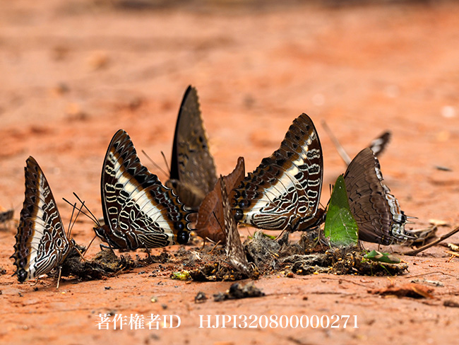 シロオビフタオチョウ　Charaxes brutus angustus 