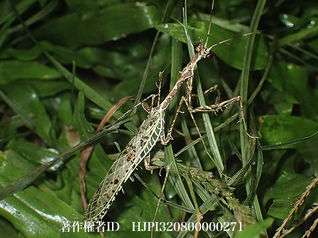 サルオガセに似たカマキリ　Presibylla sp.