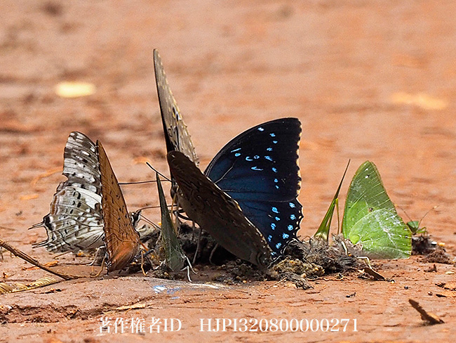 ミクスタスカスリスフタオチョウ　Charaxes mixtus