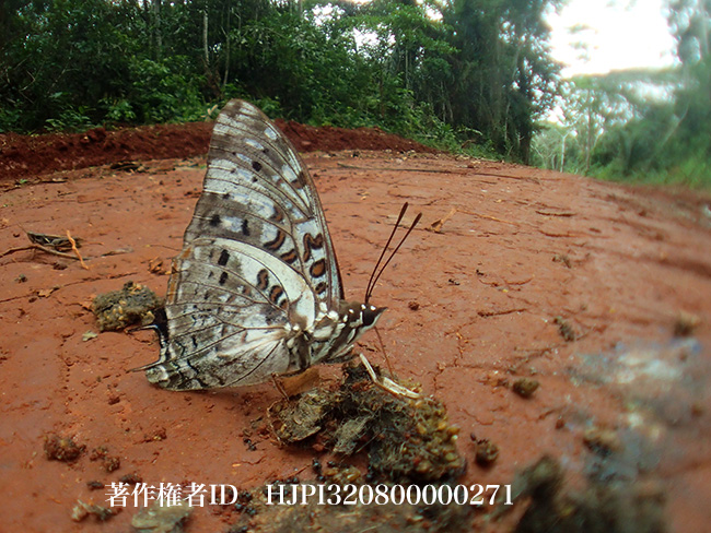 ルリマダラフタオチョウ　Charaxes etesipe