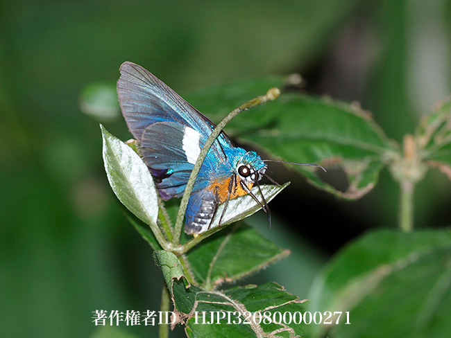 アフリカアオバセセリ　Coeliades bixana