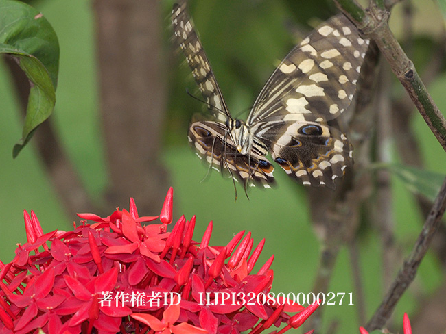 アフリカオナシアゲハ Papilio demodocus