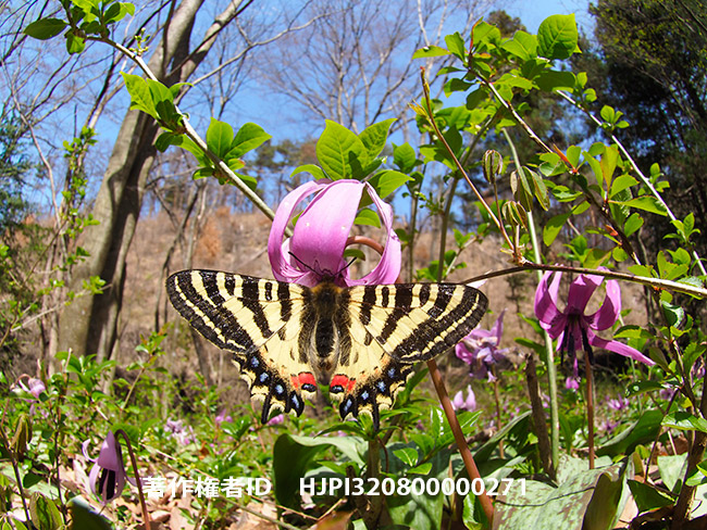 今年のヒメギフチョウ