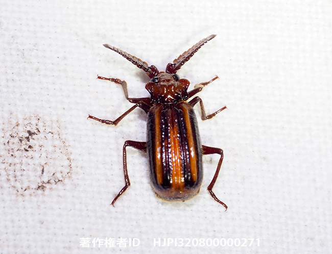 ヒゲブトオサムシ Heteropaussus sp.