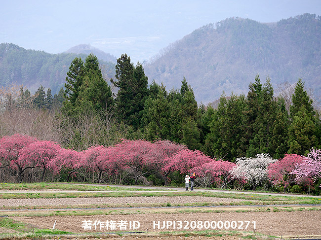 ファントム４でハナモモの里を撮影してみた