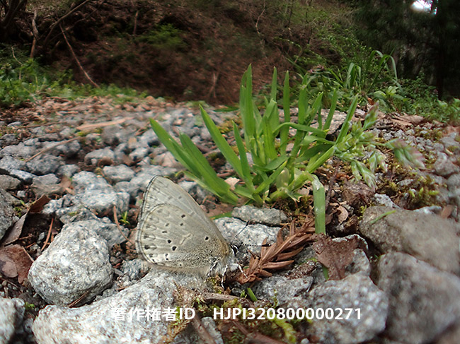 魚露目でスギタニルリシジミ
