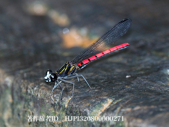 赤いハナダカトンボ  Chlorocypha cyanifrons