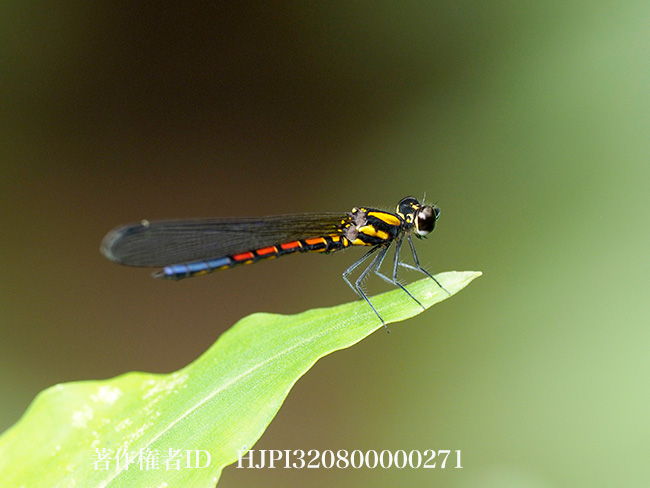 美しいハナダカトンボ　Chlorocypha cancellata