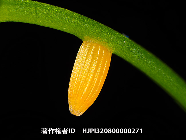 ツマキチョウの卵を深度合成で