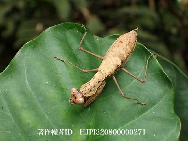 再びカブキカマキリ