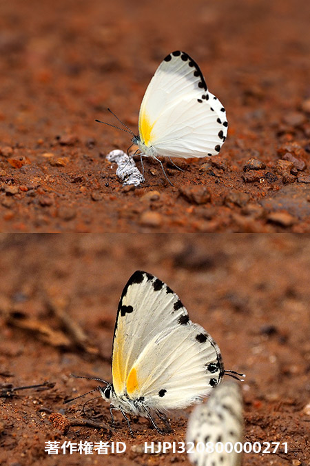 シロチョウそっくりさん Phlyaria cyara 