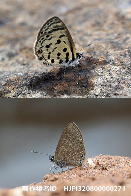 アオメルリシジミ　Azanus mirza